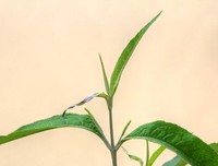 你，是我见过最拉风的一棵草