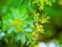 花开 伊不在好词好句