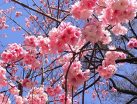 、巴黎铁塔下的月外对为京樱花*^的优美句子
