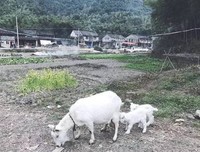 盛夏一抹绿烟翠，撷取人间草木心