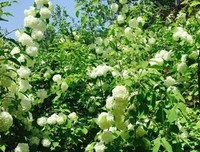 《伟大的植物：南方草木状》的读后感大全