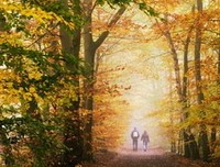 《人间情书》读后感摘抄