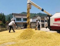 今年的小麦产量怎么样？目前众说纷纭