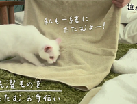 《想哭的我戴上了猫的面具》经典观后感有感