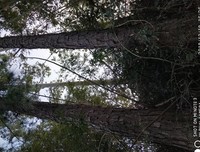 两棵松树