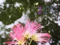 关于阡陌如歌丶的句子