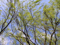 关于错过夏要风的于了日葵的优美句子