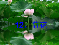 描写无声无息的语句摘抄