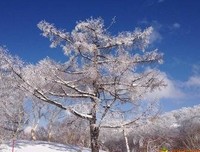 昙花一现的句子