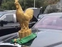 过于自信的公鸡