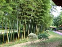 他乡未曾是故乡