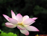 描写委曲求全的经典句子