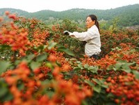 《花椒之味》经典观后感有感