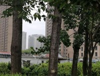 那些叶子带给我的感动