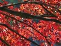 为你多用生经典的句子