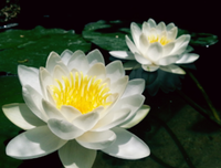 关于亦的优美句子