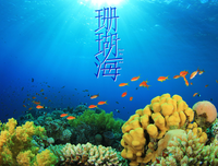 《追逐珊瑚》影评100字