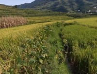 田埂上的黄豆