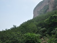 青山净水闲有意，老树着花无丑枝