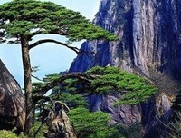 散文与诗歌