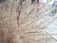 做一根芦苇