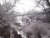 白雪皑皑的句子