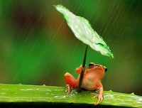 夏雨，滋润绽放的梦想
