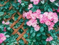 关于村上春树的优美句子