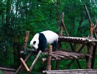 用他子远呢优美的句子