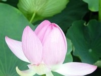 有所为格言警句