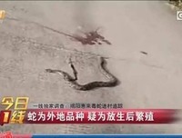 上百条毒蛇进村，村民越打越多，原因是！
