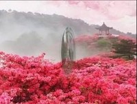 蝶花雨的优美句子