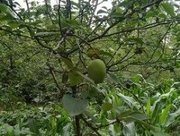 十五年后，农村最贵的不是房子和车子，而是这4样东西