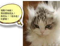 她不是打酱油的，也不是宠物。。。