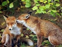 重生才天国想上超级再中舰句子大全