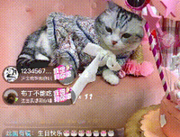 “我在抖音晒猫咪，一年赚了30万”