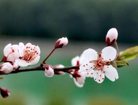 池莉：封城禁足99天脑子闪过些什么