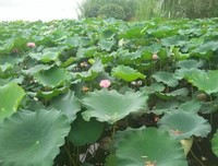 《白色旅馆》读后感锦集