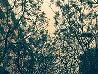随心，只是你的言语