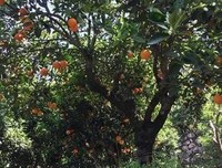 伦山到能月句子