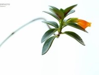 《秘密金鱼》经典观后感1000字