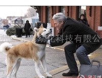《八公的故事》读后感锦集