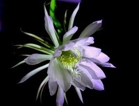 关于昙花一现的座右铭
