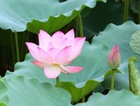 “仁”字为何是“人”字旁