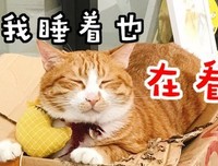 给我奶茶，就不哭