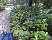 栀子花经典的句子