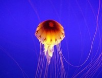 深海里的星星·1经典读后感有感
