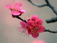 孩子，祝贺你迈进青春期