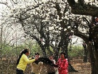 关于落英的句子