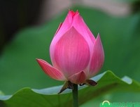 描写沁人心脾的语句摘抄